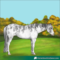 Horse Color:Black Sabino Rabicano