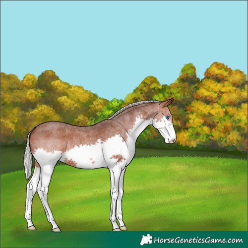 Horse Color:Silver Brown Roan Splash 
