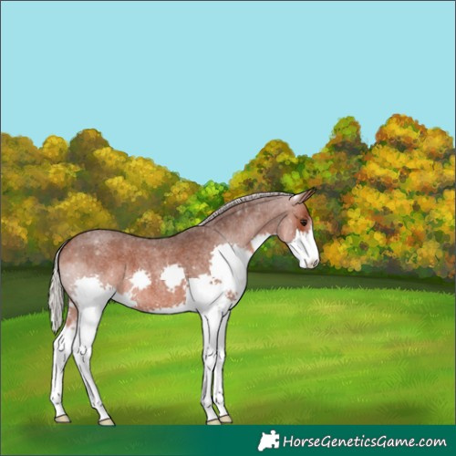 Horse Color:Silver Brown Roan Splash Varnish 