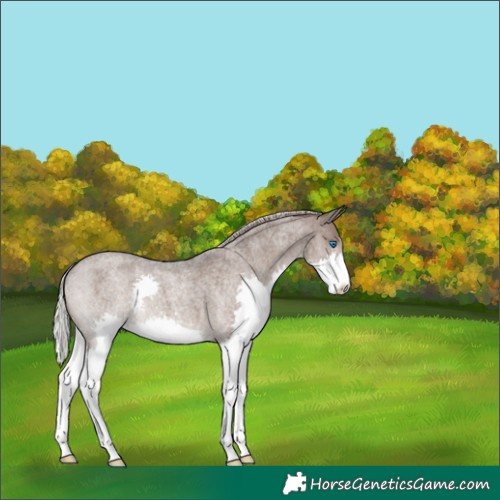 Horse Color:Silver Blue Roan Splash Appaloosa 