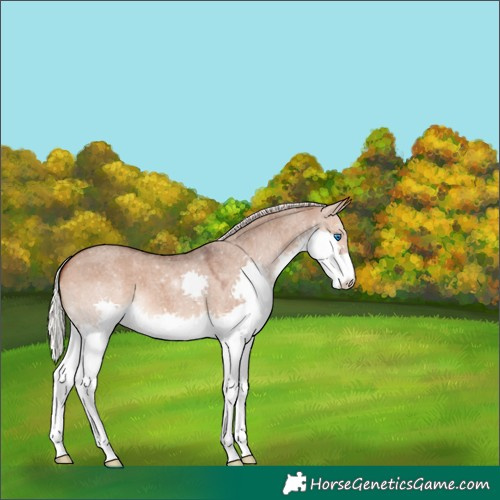 Horse Color:Silver Brown Roan Dun Splash Varnish 