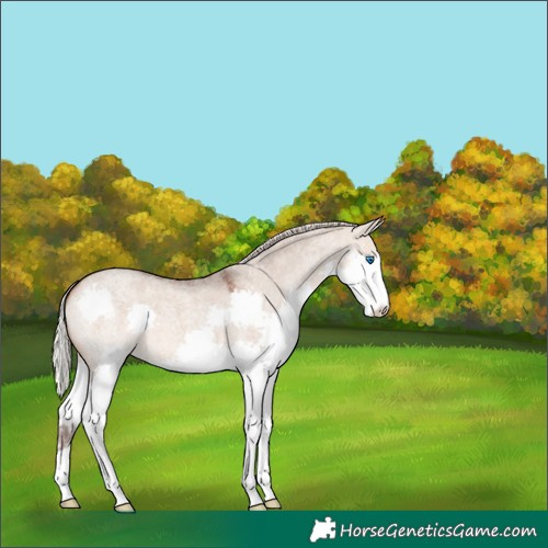 Horse Color:Silver Brown Roan Dun Splash Varnish 