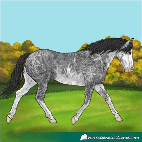 Horse Color:White Spotted Black Ice