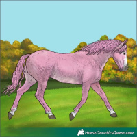 Horse Color:Gray Watercolor Brown Dun 