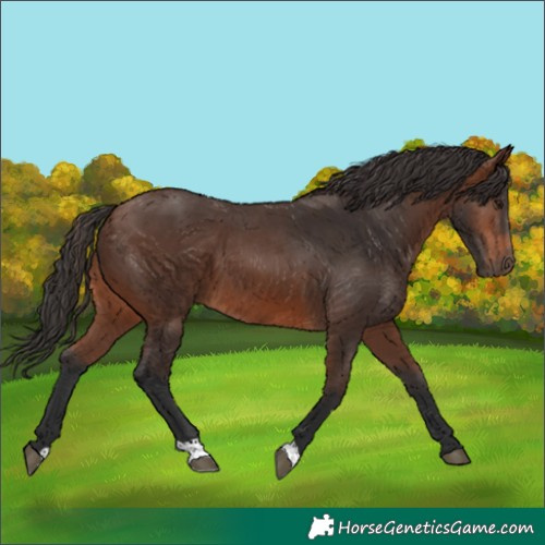 Horse Color:Brown