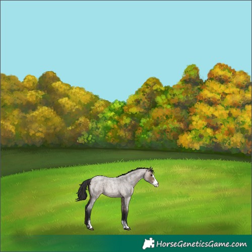 Horse Color:Brown Roan Dun Sabino 