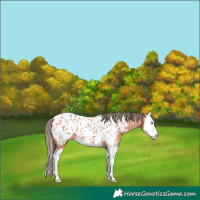 Horse Color:Bay Sabino Splash Appaloosa