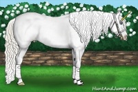 Horse Color:Palomino Splash Snowflake Varnish
