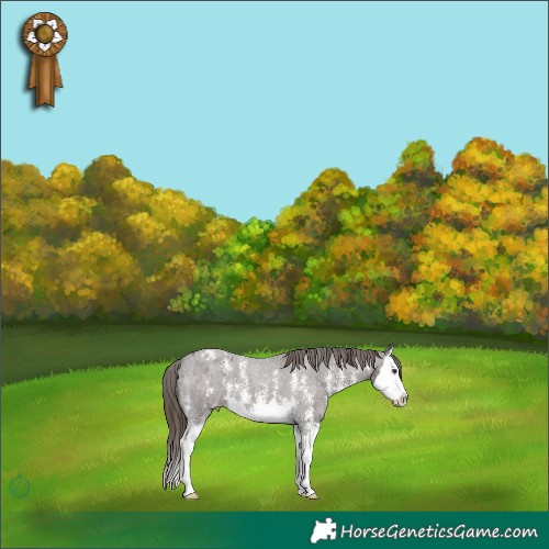 Horse Color:Liver Red Roan Sabino Splash Appaloosa 
