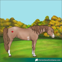 Horse Color:Black Pearl Sabino