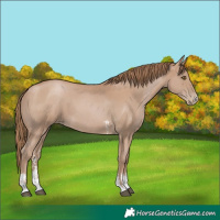 Horse Color:Black Pearl Sabino 