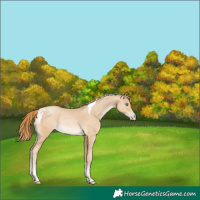 Horse Color:Buckskin Pearl Tobiano
