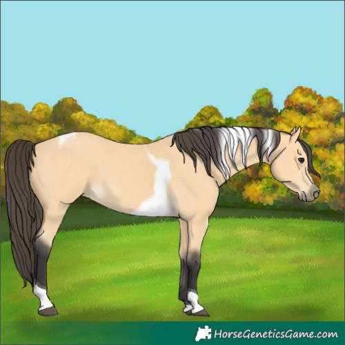 Horse Color:Buckskin Tobiano 