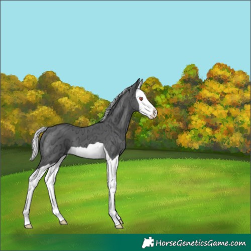 Horse Color:Silver Black Chinchilla Ice Splash 