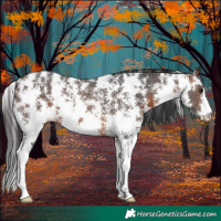 Horse Color:Brown Sabino 