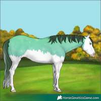 Horse Color:Amber Cream Champagne Dun Splash