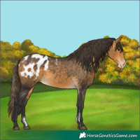 Horse Color:Powder White Buckskin Appaloosa 