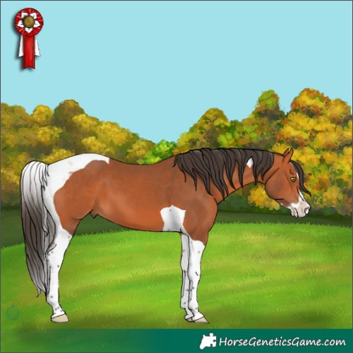 Horse Color:Bay Splash Tobiano 