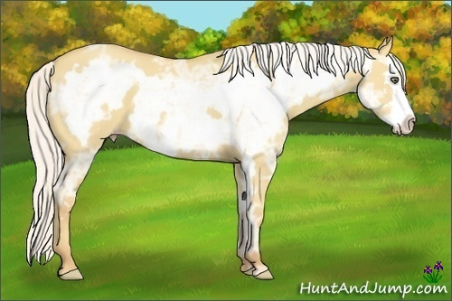 Horse Color:Silver Classic Cream Champagne Ice Dun Sabino Splash Frame 