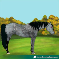 Horse Color:ERROR: UNKNOWN ANOMALY