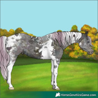 Horse Color:Midnight Buckskin Chinchilla Ice Pearl Tobiano 