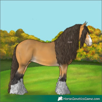 Horse Color:Buckskin
