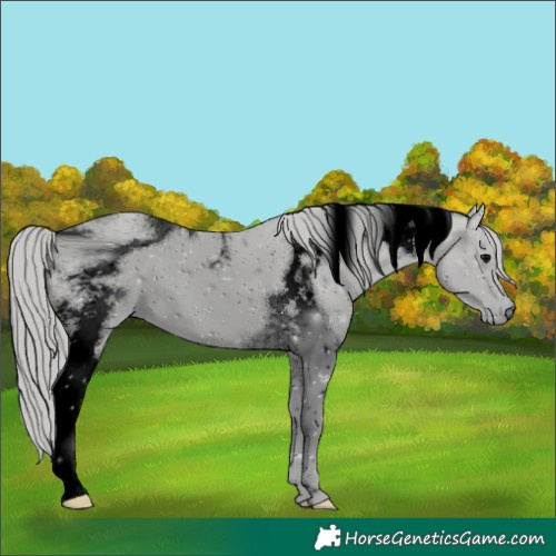 Horse Color:ERROR: UNKNOWN ANOMALY