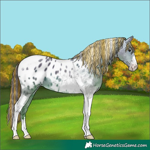 Horse Color:Painted Brown Dun Tobiano Appaloosa 