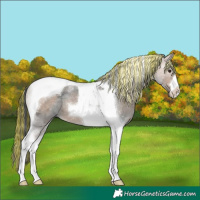 Horse Color:Painted Brown Ice Dun Tobiano