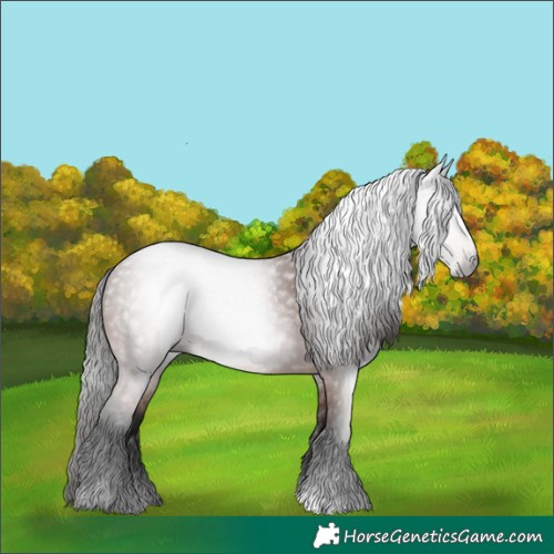 Horse Color:Gray Bay 