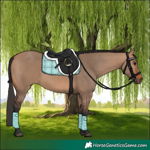 Horse Color:Bay Dun Rabicano and Bay Dun Rabicano