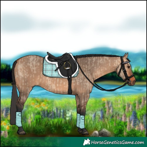 Horse Color:Bay Dun Rabicano  and Bay Dun Rabicano 