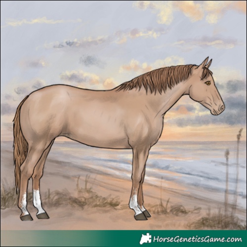 Horse Color:Black Pearl Sabino 