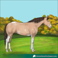 Horse Color:Amber Champagne Tobiano