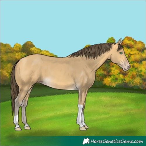 Horse Color:Amber Cream Champagne Tobiano 