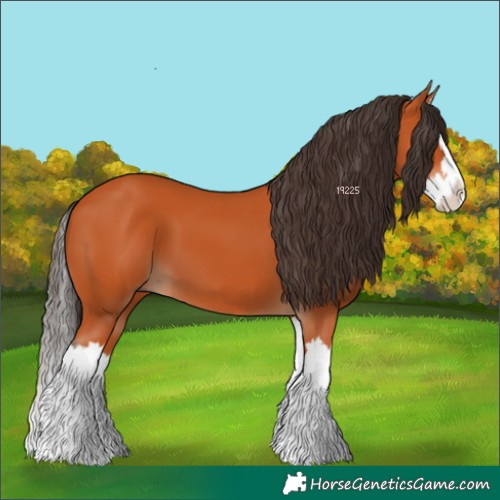 Horse Color:Bay Splash 