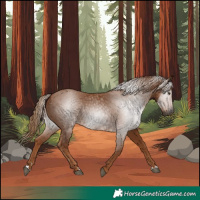 Horse Color:Gray Chestnut 