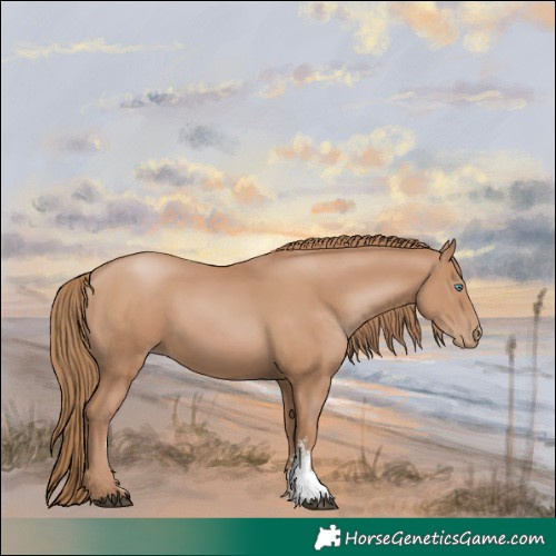 Horse Color:Black Pearl Sabino 