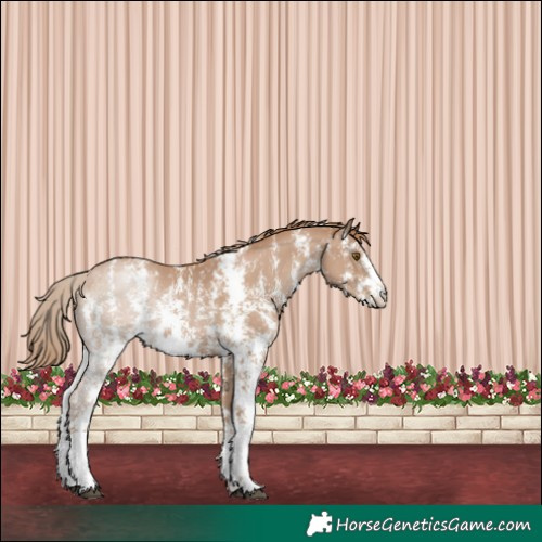 Horse Color:Black Pearl Sabino