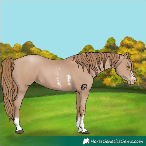Horse Color:Black Pearl Sabino 