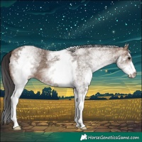 Horse Color:White Spotted Brown Dun
