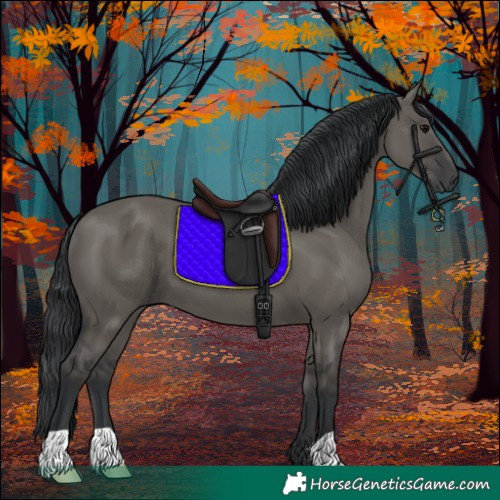 Horse Color:Grullo 