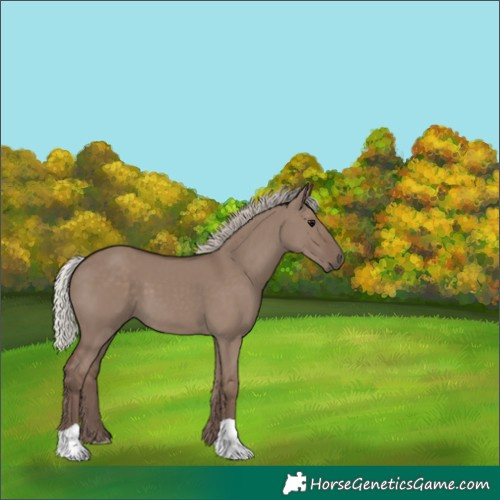 Horse Color:Silver Grullo 