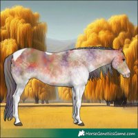 Horse Color:Nacre White Spotted Bay Tobiano Rabicano 