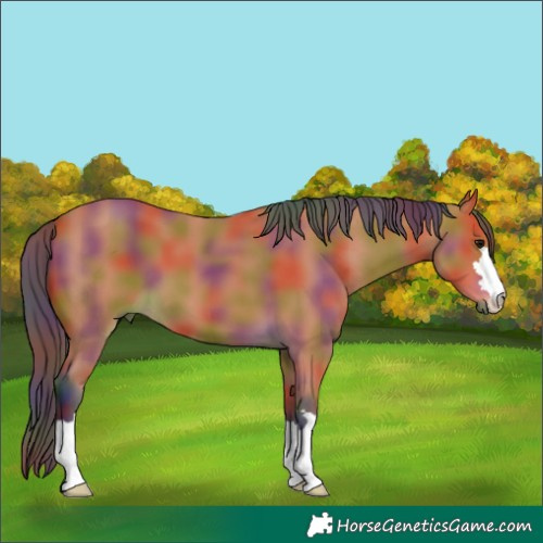 Horse Color:Nacre Bay 