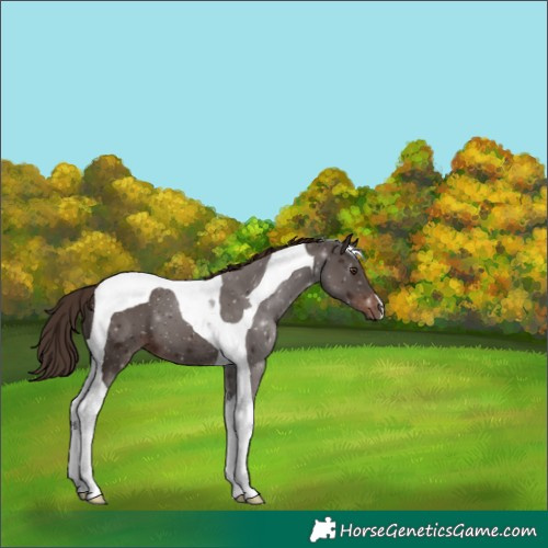 Horse Color:Liver Chestnut Tobiano 