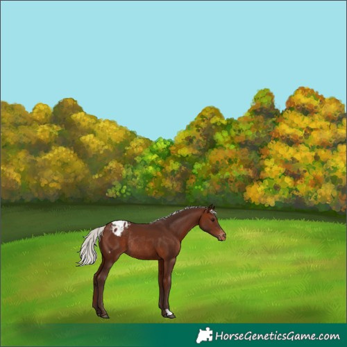 Horse Color:Silver Bay Appaloosa Rabicano 