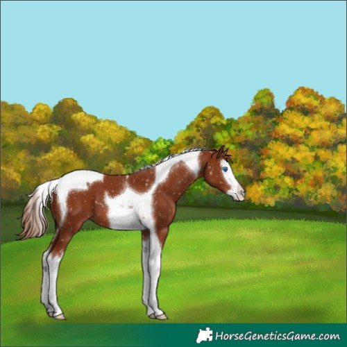 Horse Color:Chestnut Splash Tobiano Appaloosa 