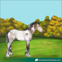 Horse Color:White Spotted Brown Dun 