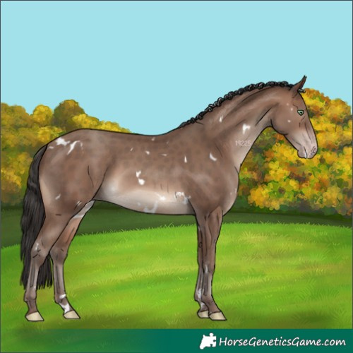 Horse Color:White Spotted Sable Champagne